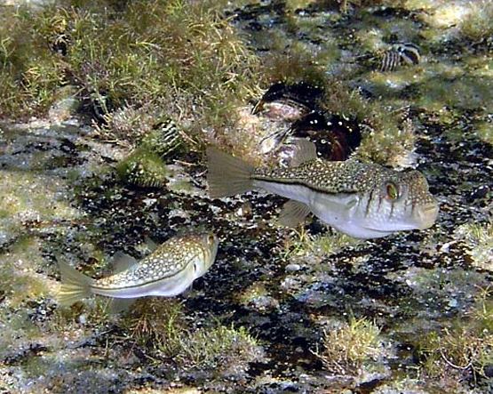 Torquigener pleurogramma